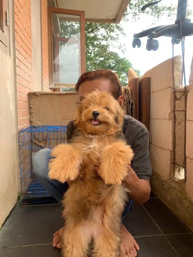 Ras kecil jenis mini poom x poddle