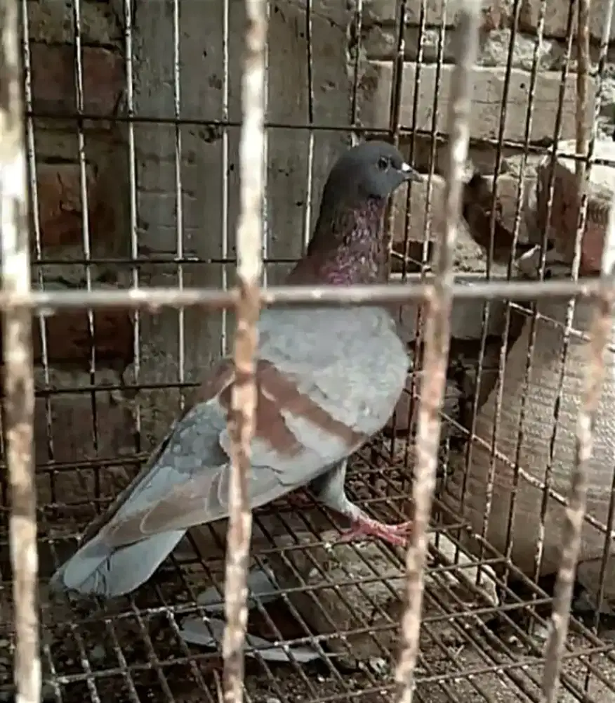 Merpati Satuan Jantan Full Tinggi