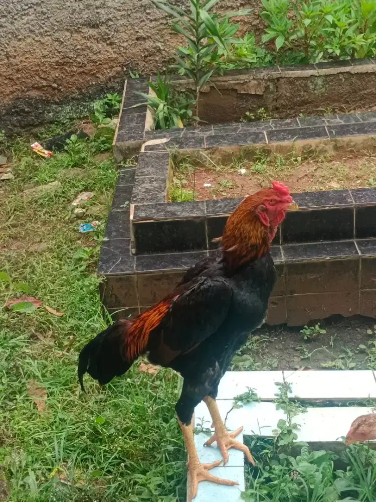 Ayam shamo jepang