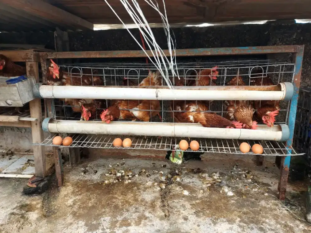 Paket 16Ayam Petelur umr 7-8 Bln & 5Ayam Kampung Edisi Mudik Lebaran
