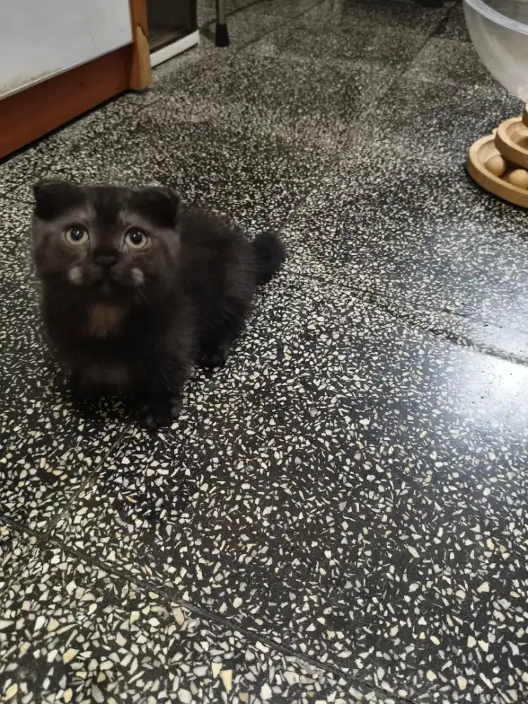 Gaelic/Scottish fold/BSH MUNCHKIN