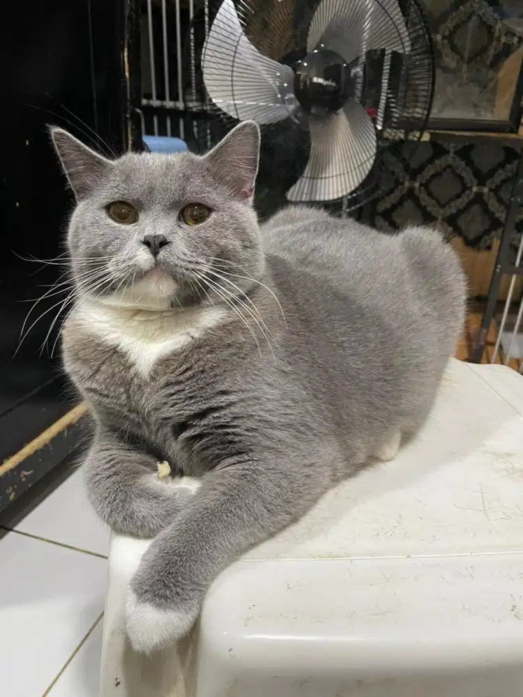 Kucing british shot  hair