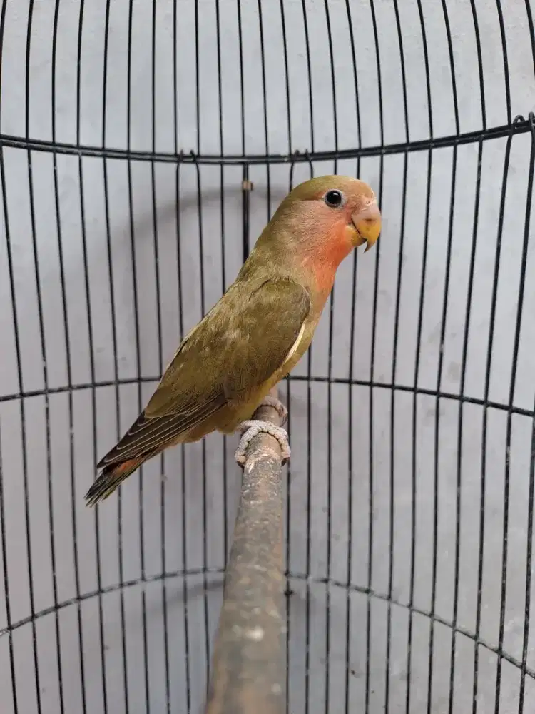 Lovebird Paud Nonklep (NK) Green & Olive