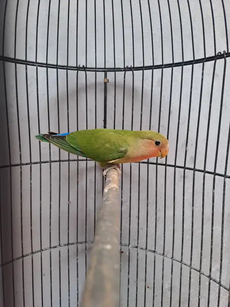 Lovebird Paud Nonklep (NK) Green