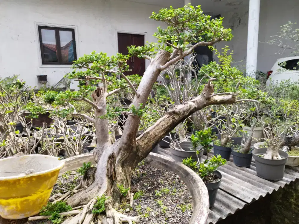Bonsai Sancang Large