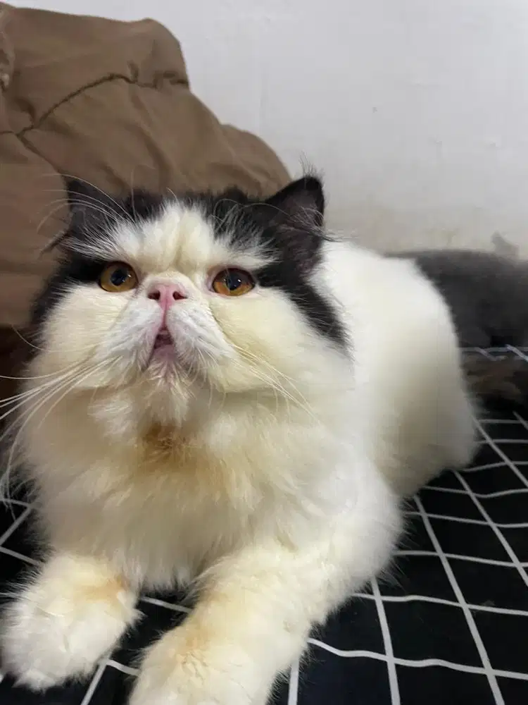 Kucing persian long hair