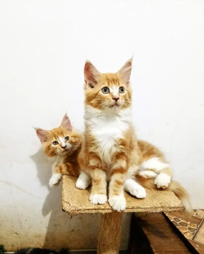 Kitten mainecoon Betina Pure No mix. Garansi