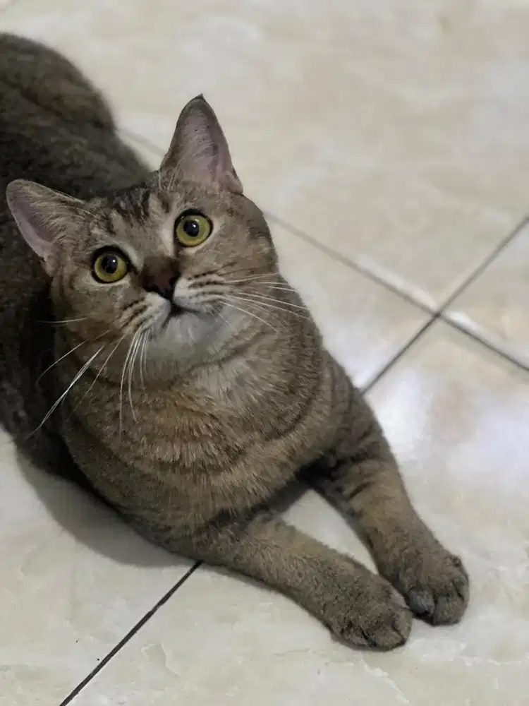 Open Adopt BSH Dewasa