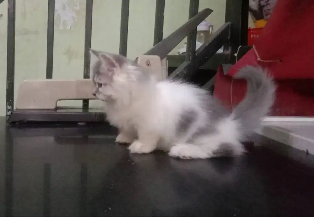 Kucing Kitten Munchkin