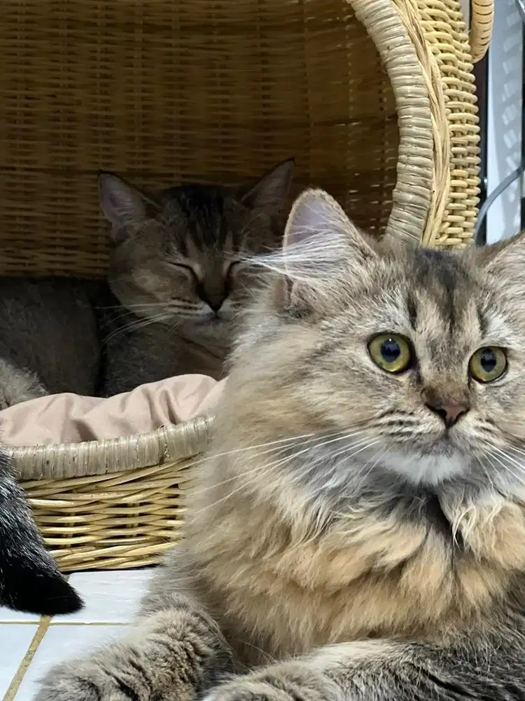 Open Adopt BSH Dewasa