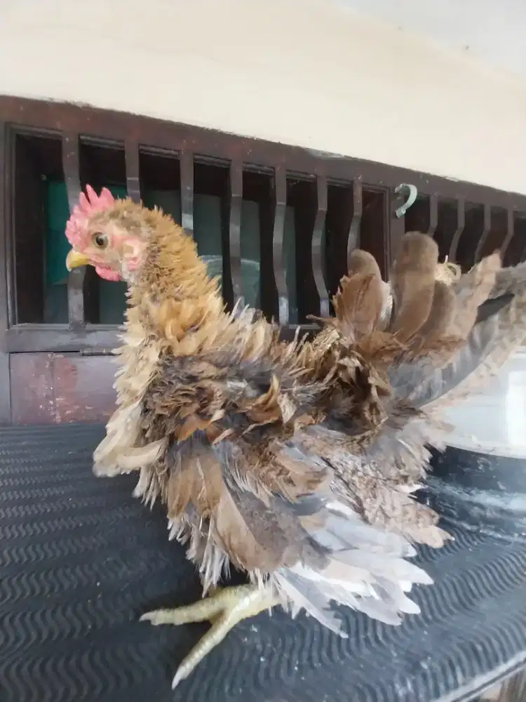 Ayam Kate Bulu Walik Sepasang Usia 4 bulan