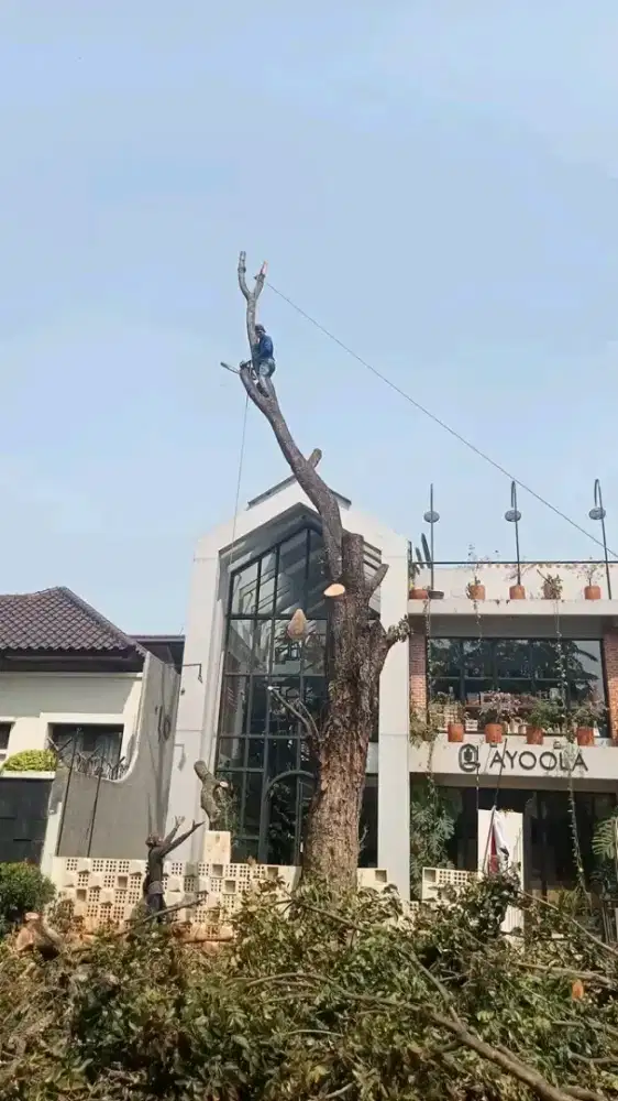 Jasa penebang pohon siap membantu anda