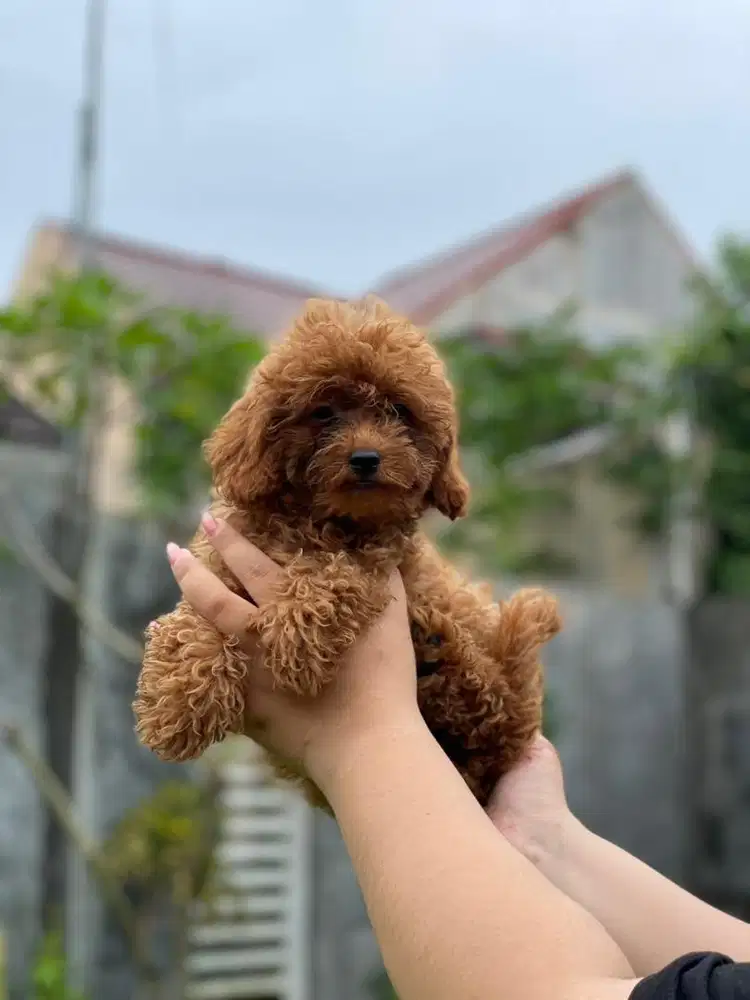 Toy Poodle Jantan