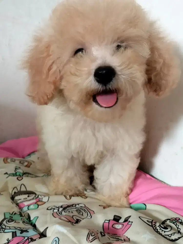 Ready Tiny poodle silver