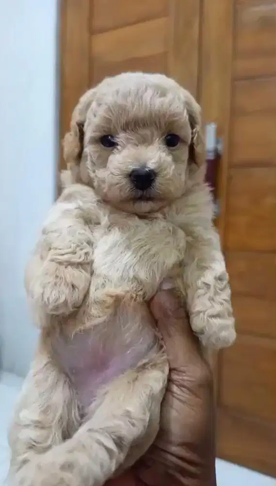 Toy Poodle Betina