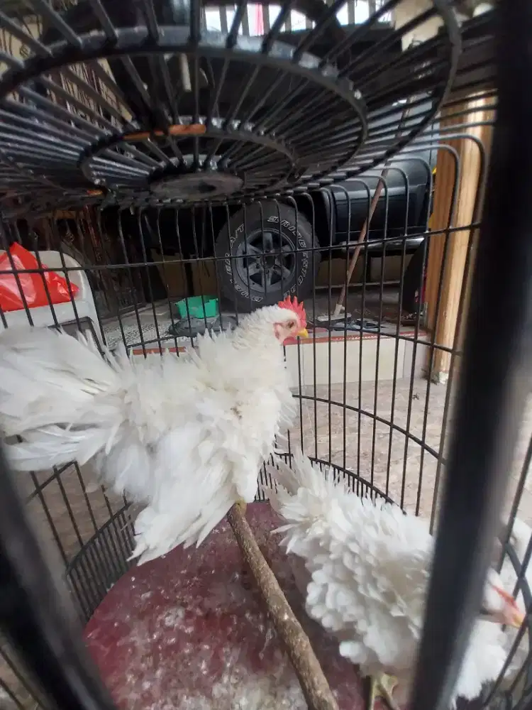 Ayam Kate Putih Sepasang Bulu Walik Usia 4 bulan