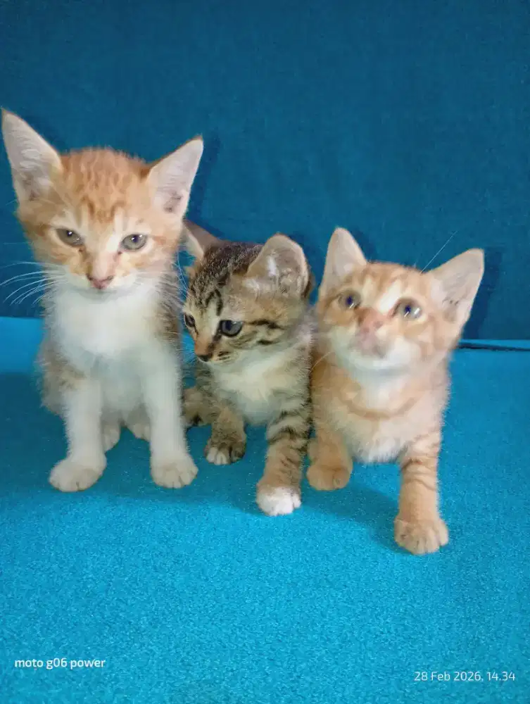 Anak Kucing Turunan Anggora+lokal