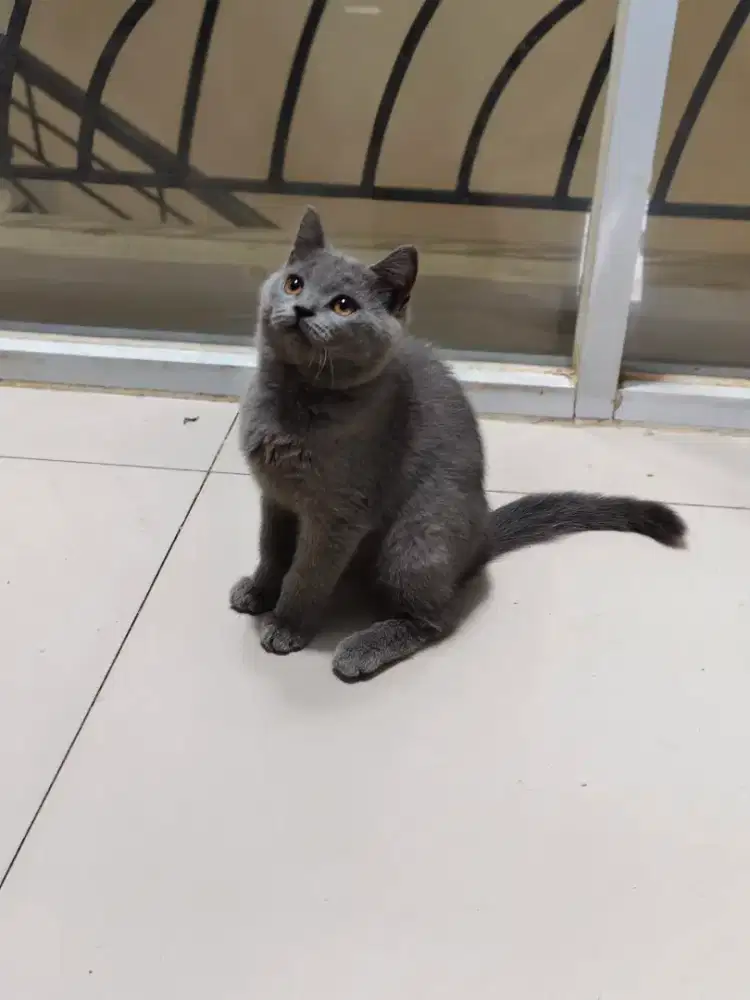 Kucing BRITISH SHORT HAIR BLUE KITTEN