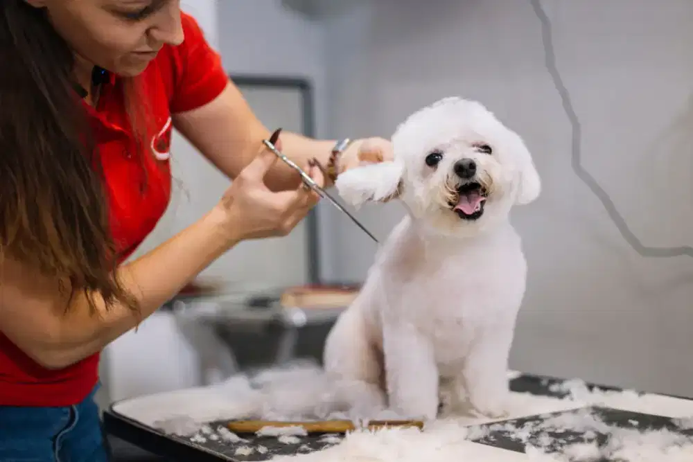 Dibutuhkan segara Pet groomer