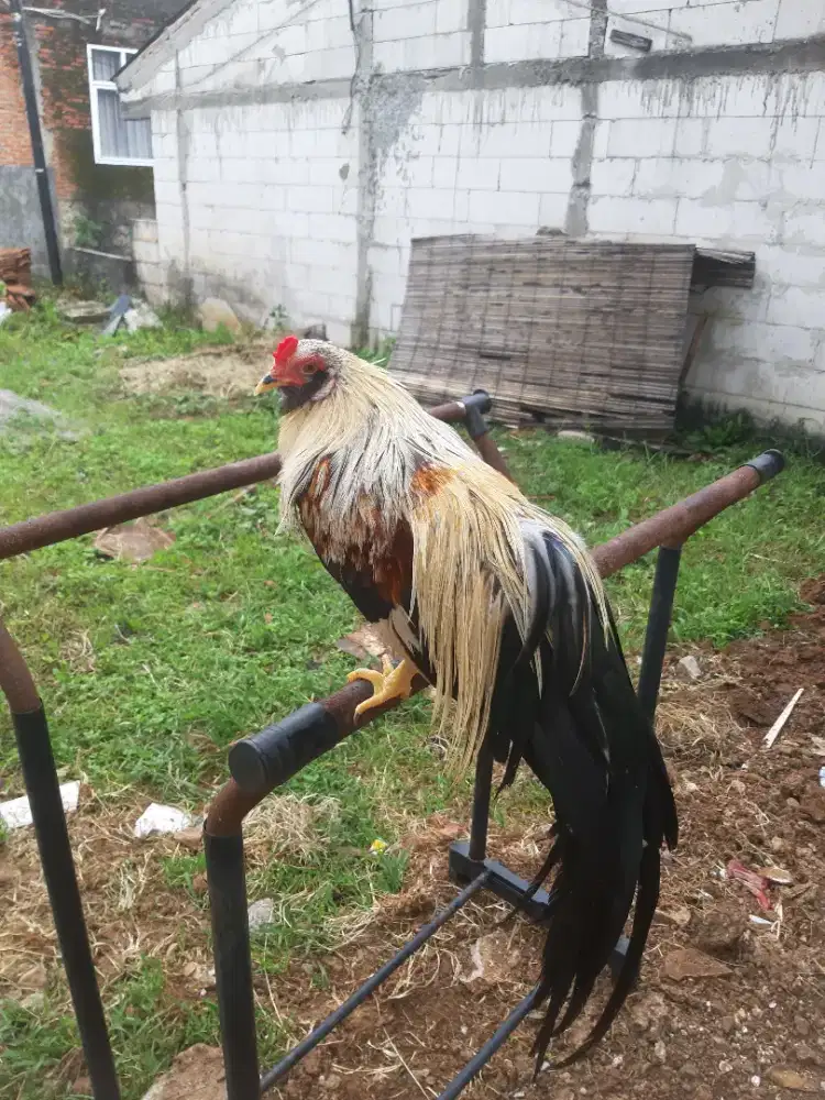 Ga tre tan chau muda