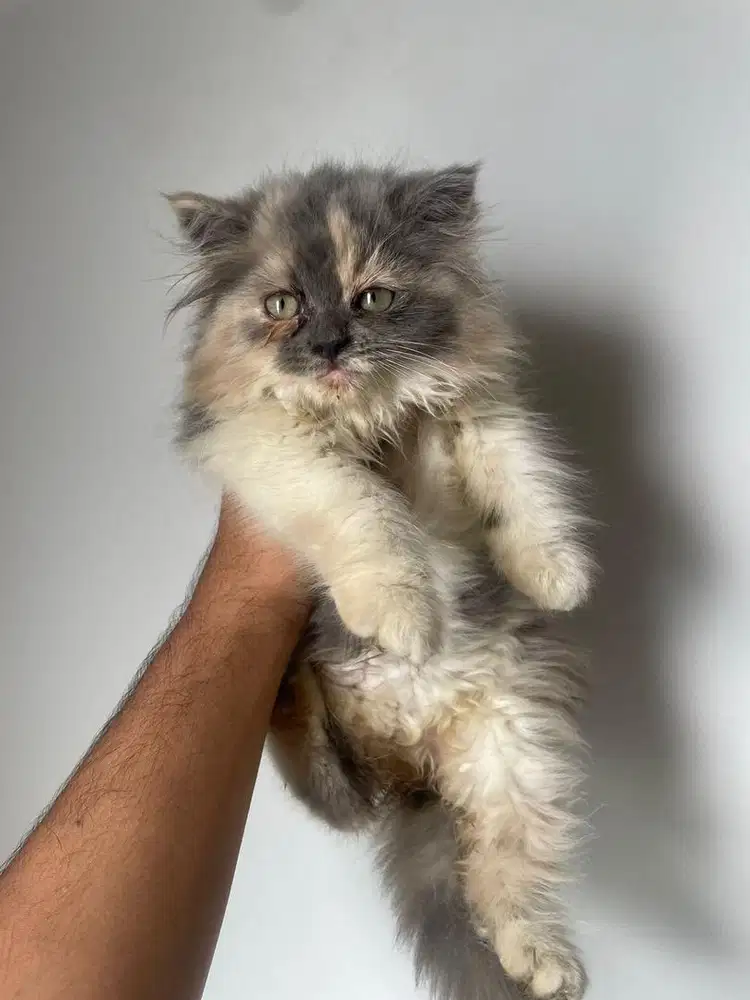 Kitten persia 2.5 bln