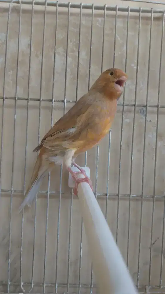 Kenari Rasmi x Spanish Timbrado, Betina, Isabel