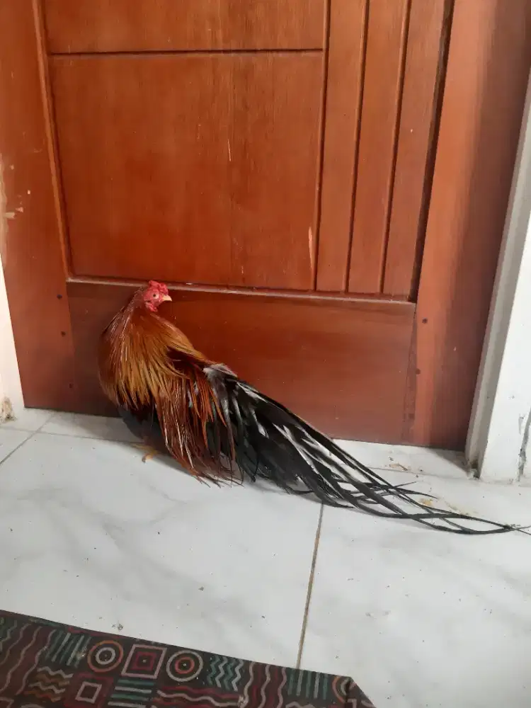 Ga tre tan chau merah ekor lebat