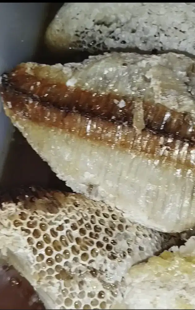 Jual madu hutan asli/kg