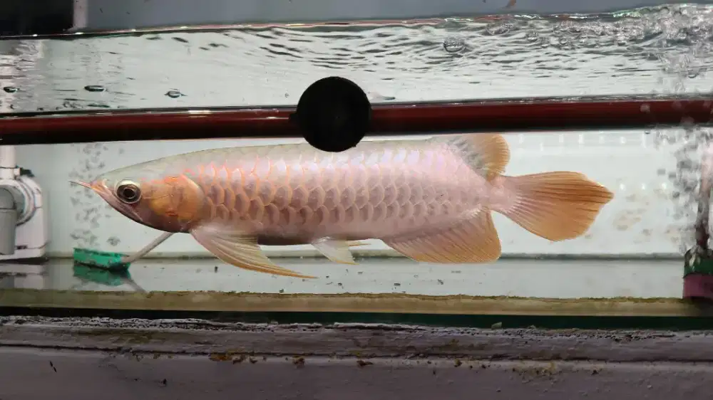 Arwana superred +-20cm