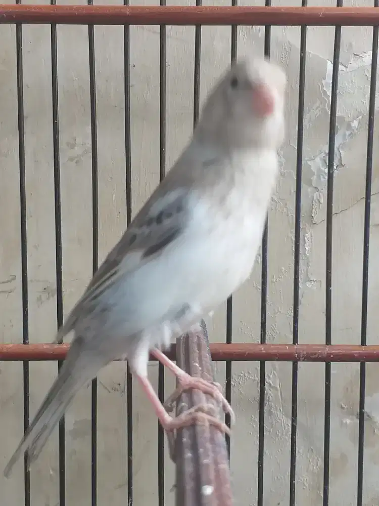 Kenari Spanish Timbrado Paud, Silver