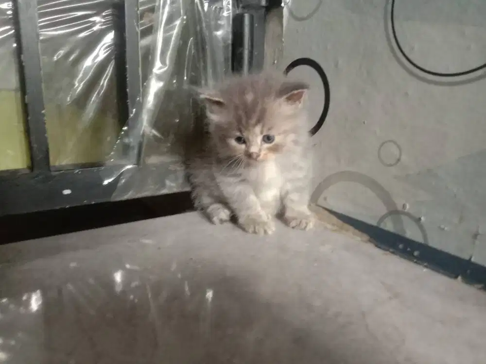 Kucing Kitten Persia X Munchkin
