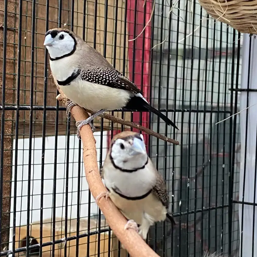 Finch sepasang mulus