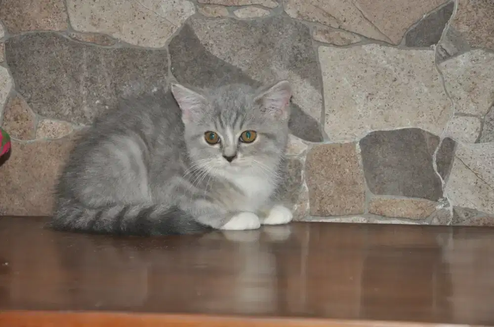 Bsh lilac tabby jantan