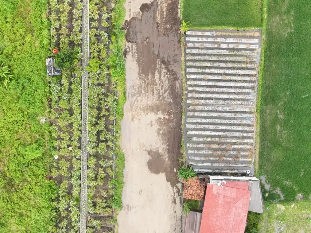 Kavling SHM JAKAL KM 8 (Jl Damai) - Lingkungan Asri & Dekat Jalan Utama