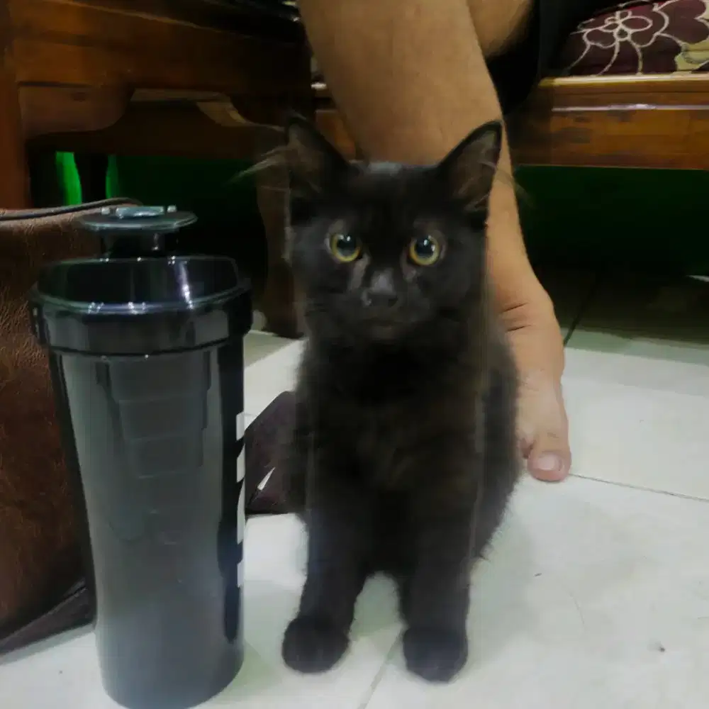 Anakan Kucing mix persia hitam