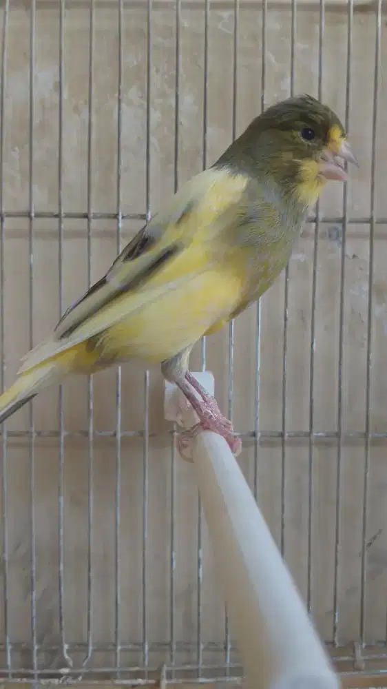 Kenari Rasmi x Spanish Timbrado, Betina, Kuning Bon