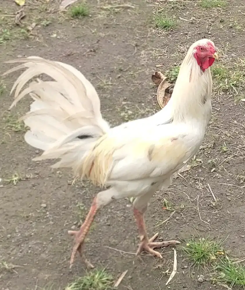 Dijual ayam srawah kuning