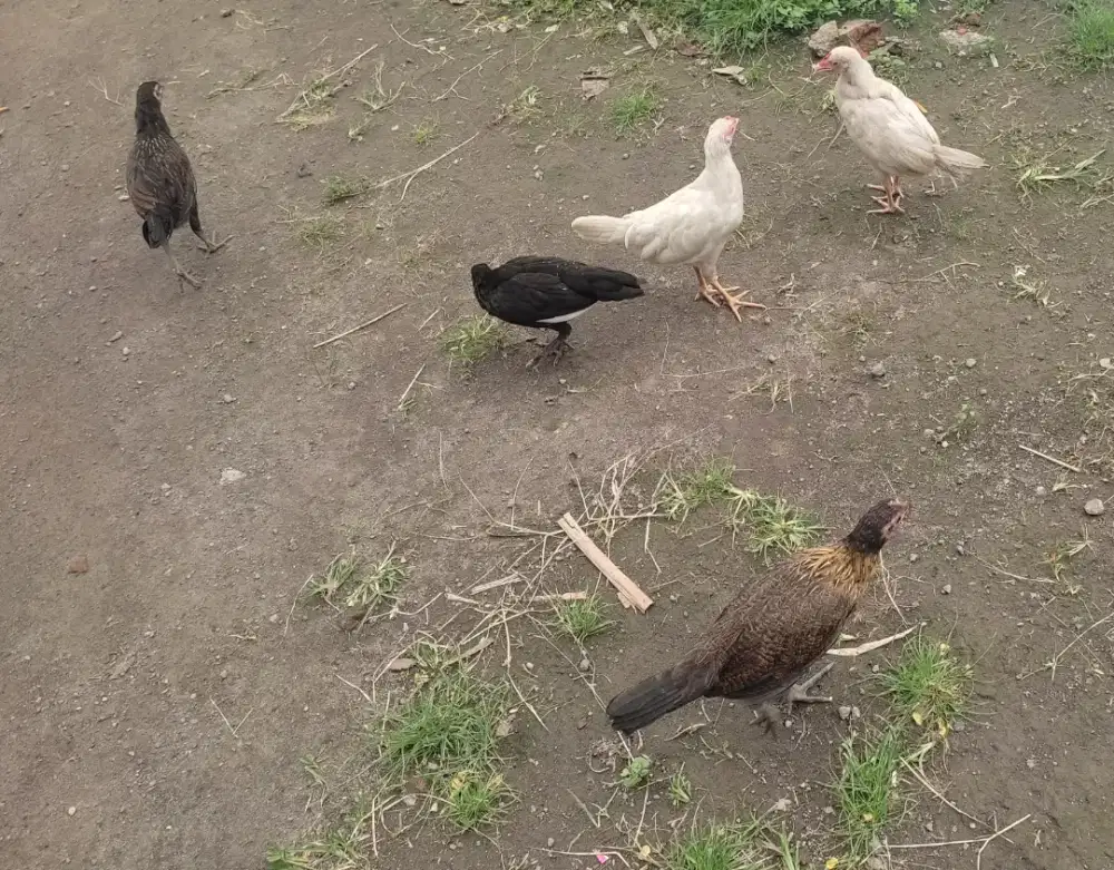 Jual ayam bakalan/caru