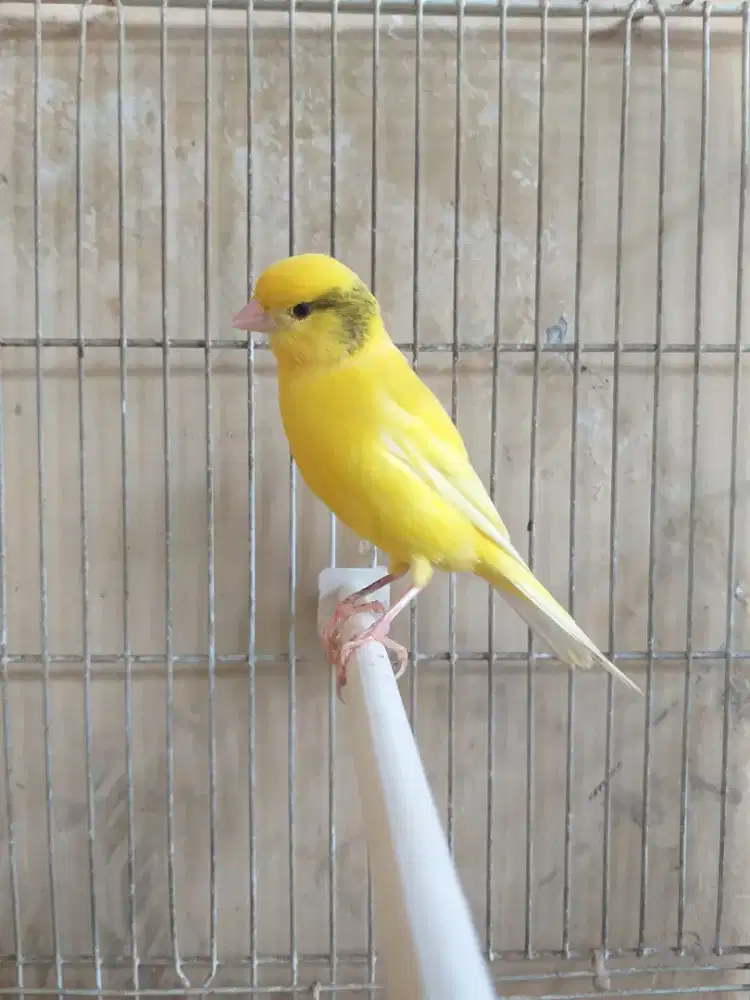 Kenari Spanish Timbrado Jantan