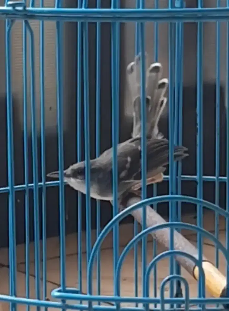 Ciblek semi mapan deker