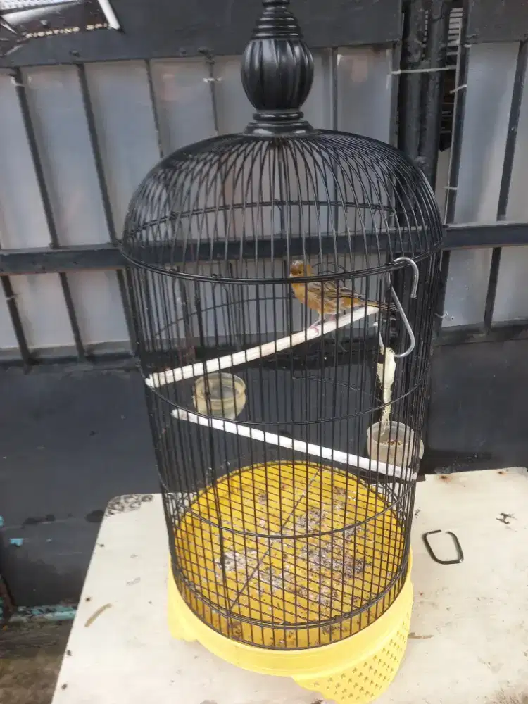 Kenari loper full set ama kandang nya