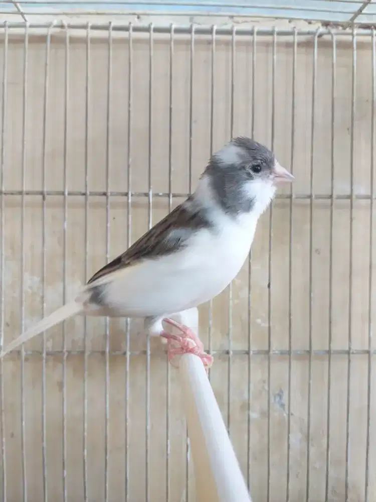 Kenari Spanish Timbrado, Panda, Jantan