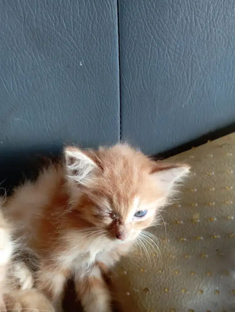 Kitten jantan usia 6 minggu sehat