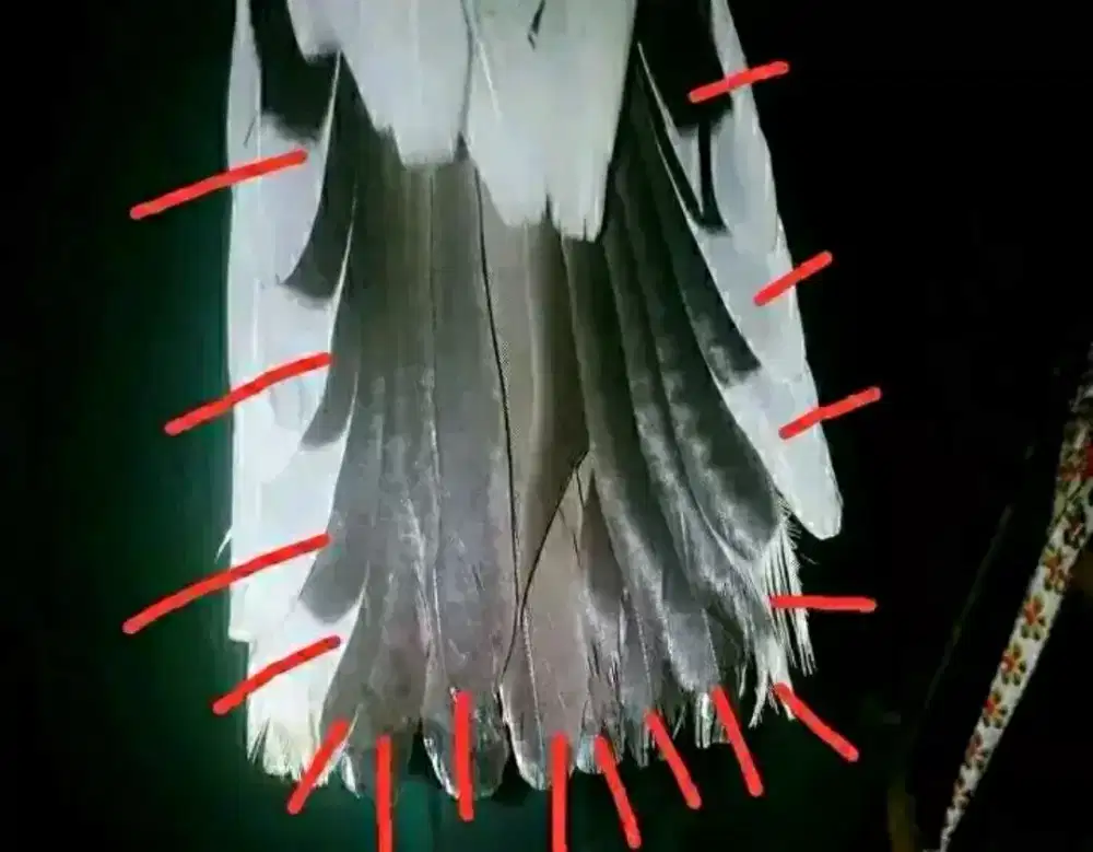 Perkutut ekor 15 balak 5 5 5 & ekor 16