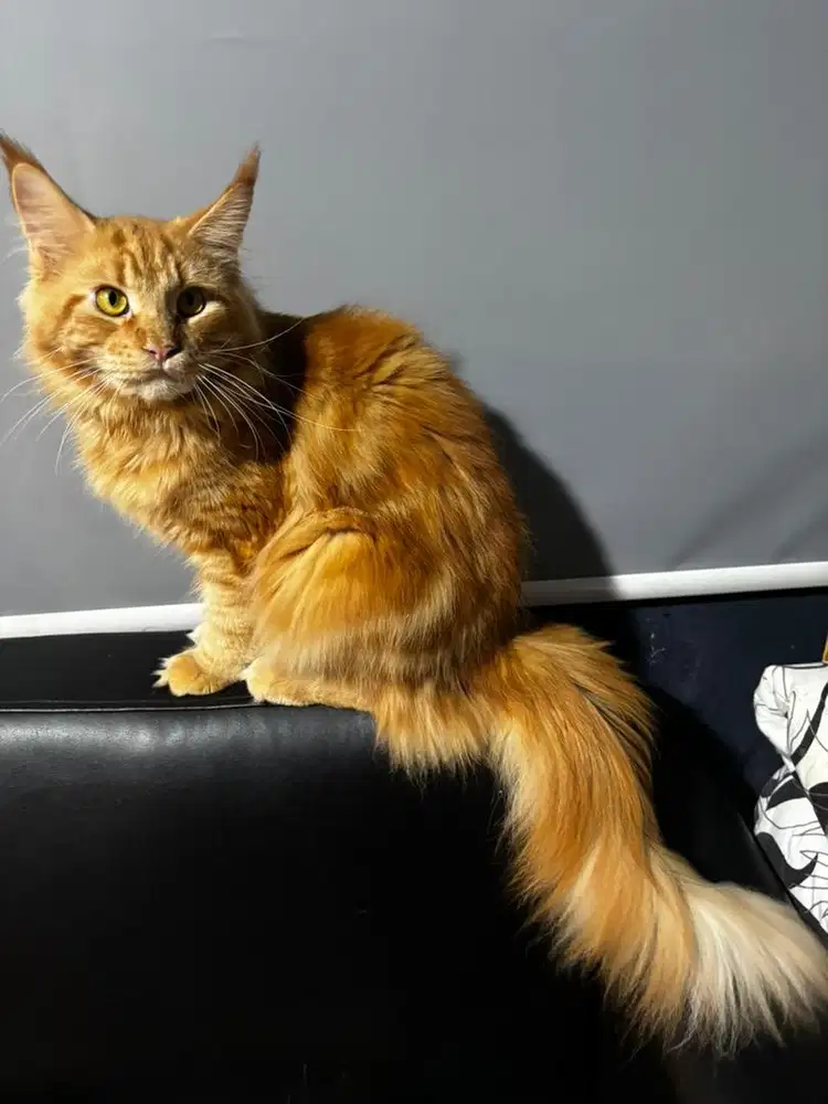 Kucing Mainecoon