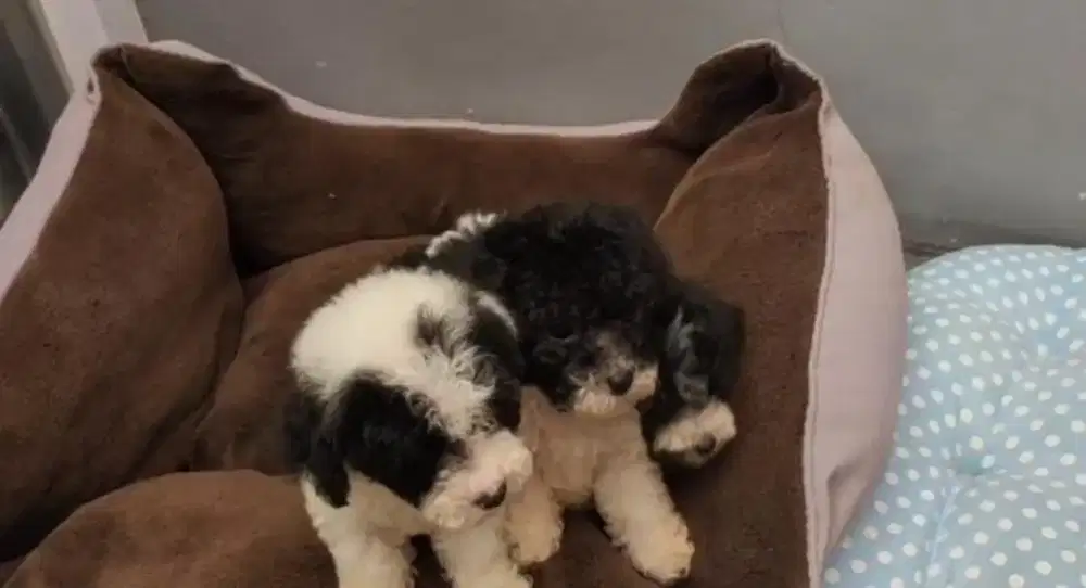 Super Tiny party poodle silver