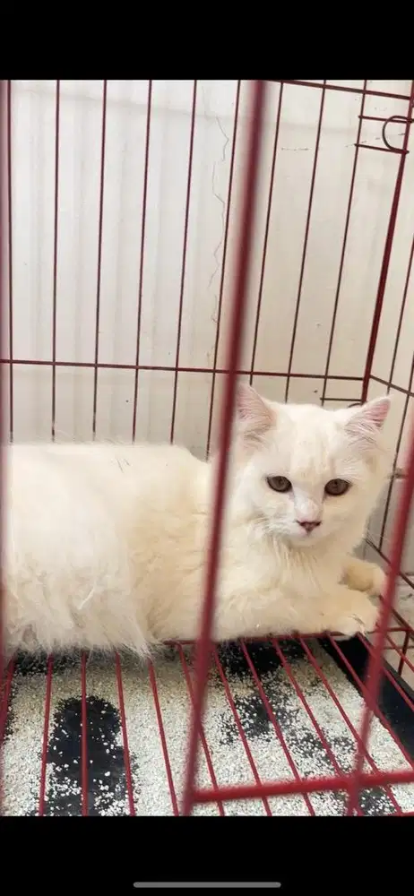 Kucing persia betina bonus kandang