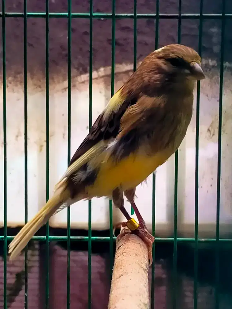 Burung kenari betina F1ys