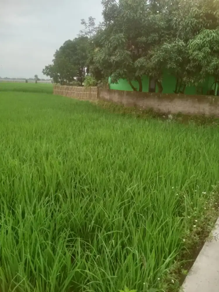 For sale sawah 1HA