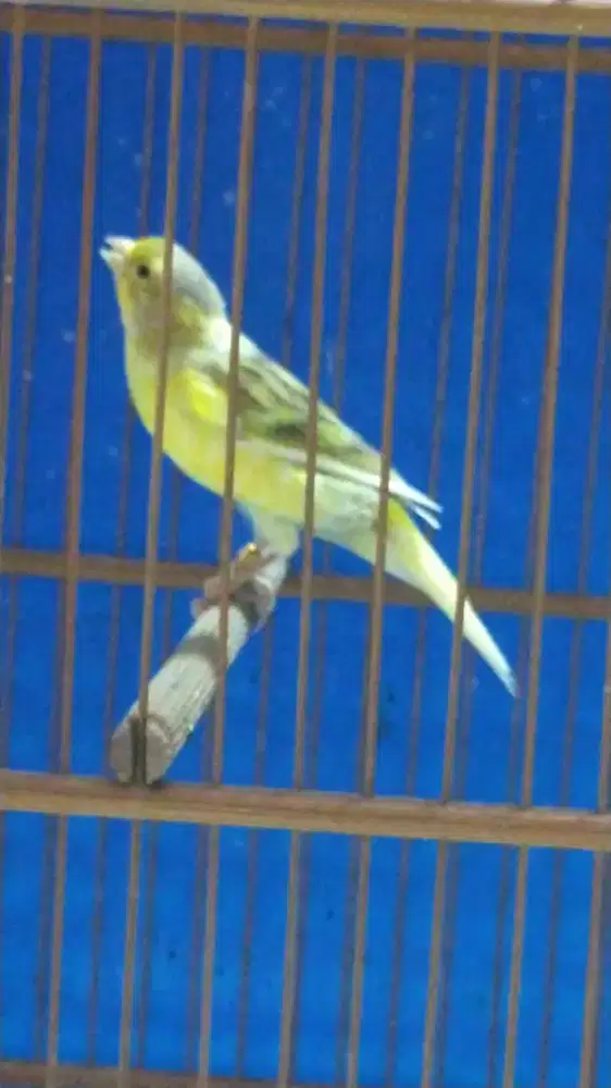 Burung kenari betina afsf siapan